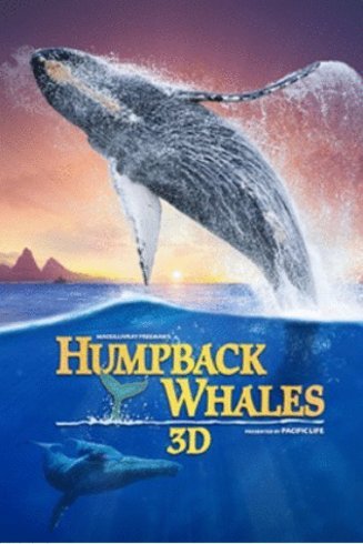 L'affiche du film Les baleines à bosse