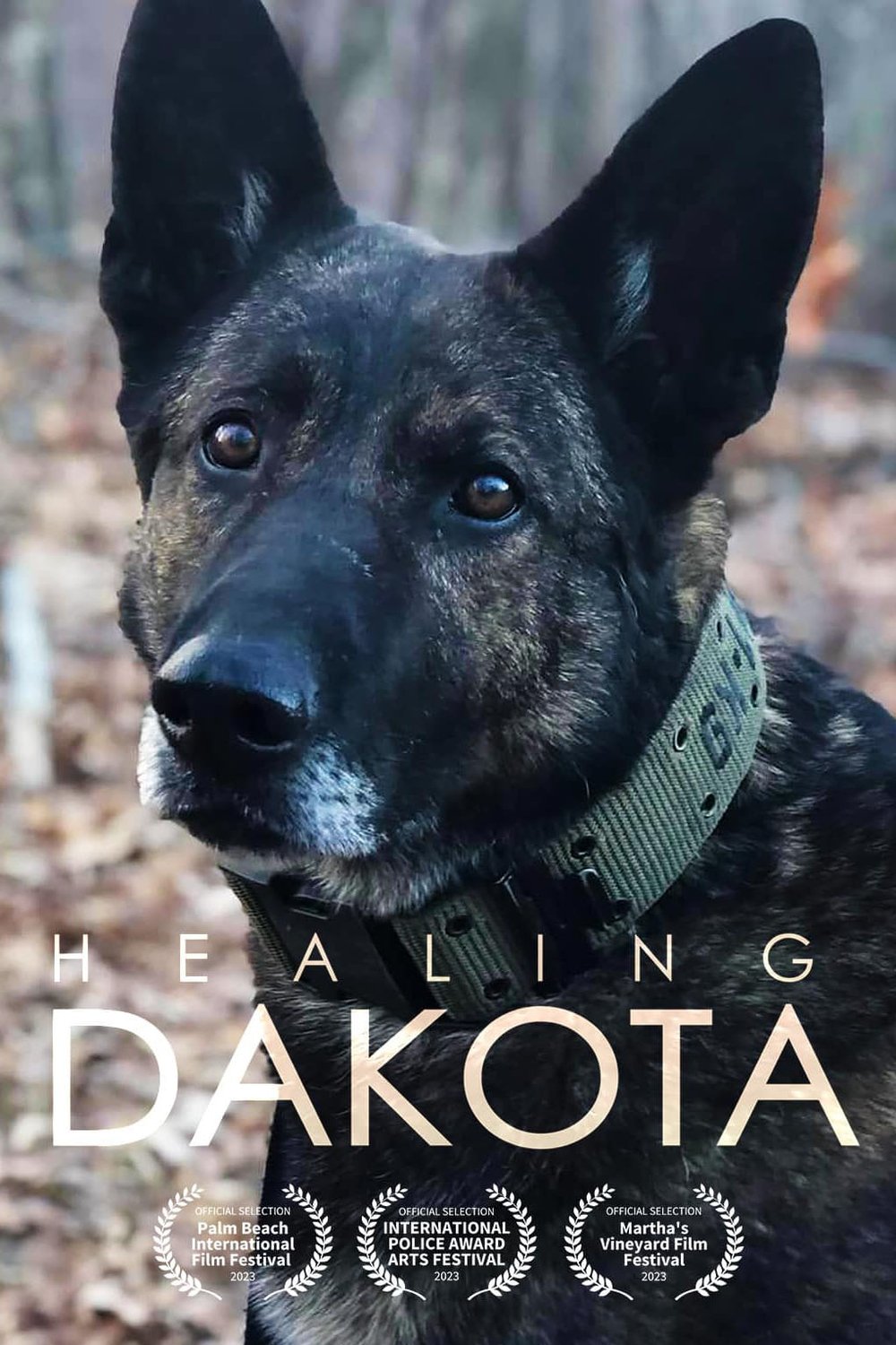Poster of the movie Healing Dakota