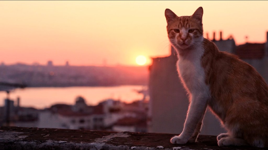 Nine Lives: Cats In Istanbul