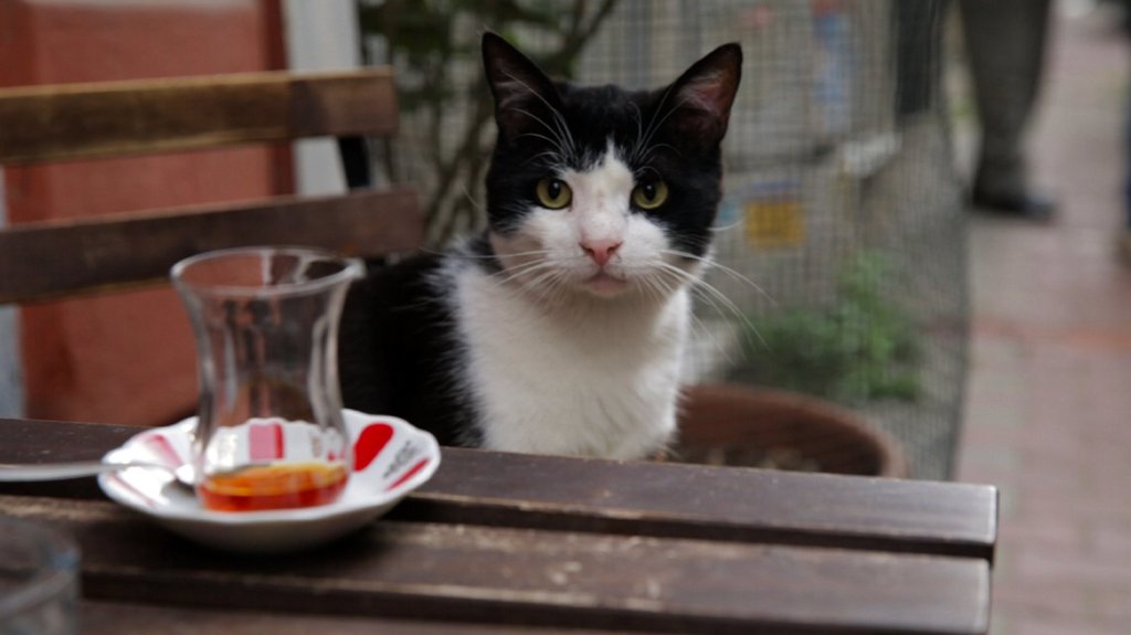 Nine Lives: Cats In Istanbul