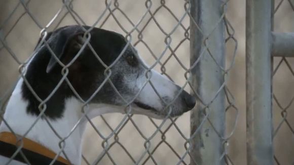 Photo from the movie The Dog Who Saved Easter