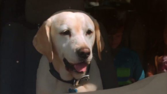 Photo from the movie The Dog Who Saved Easter