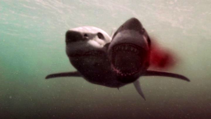 Image result for two-headed shark attack