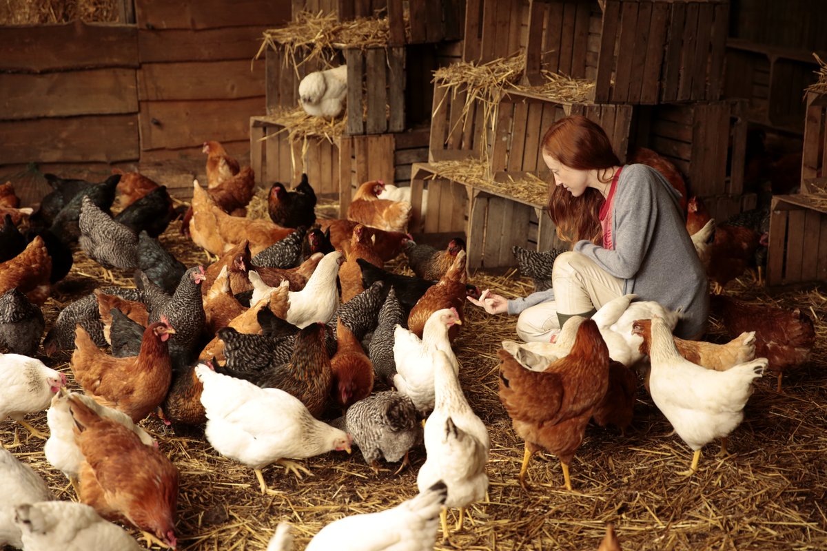 Photo du film Funny Birds