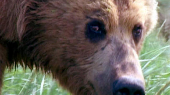 Photo from the movie Grizzly Man
