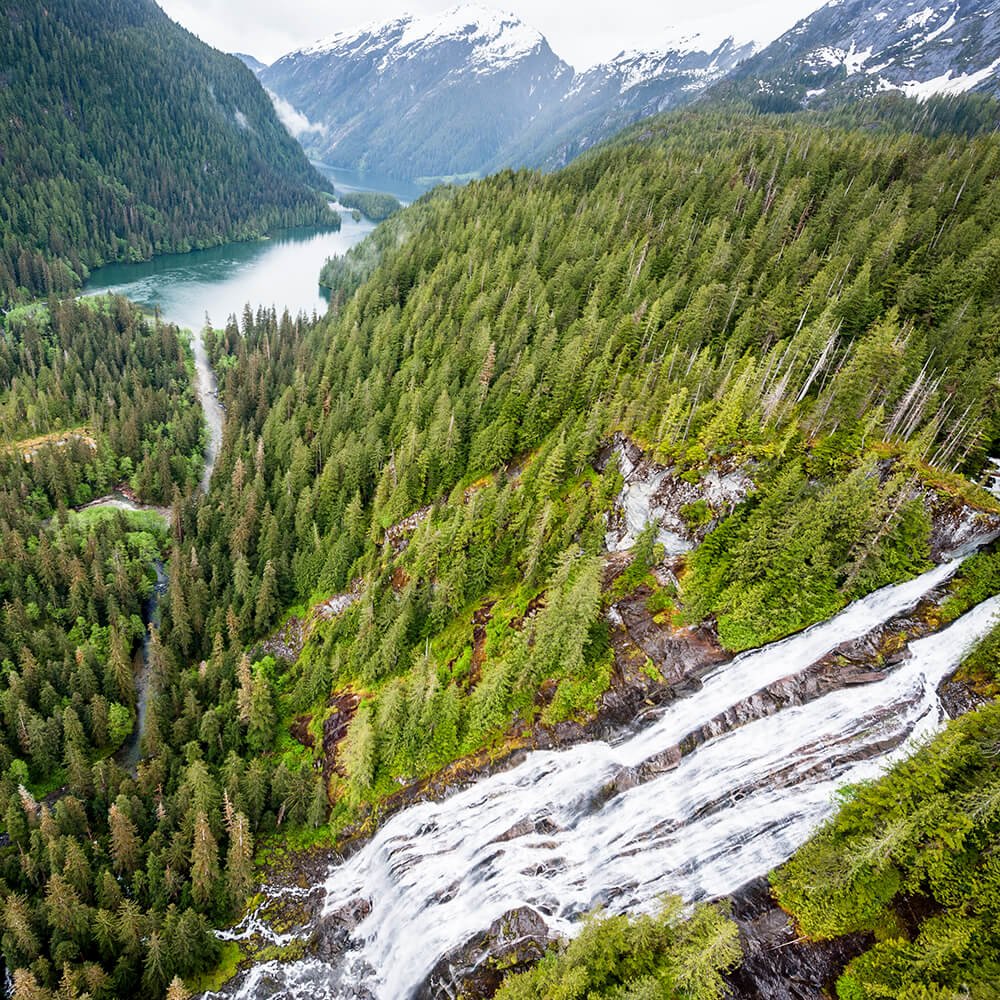 Photo du film Great Bear Rainforest
