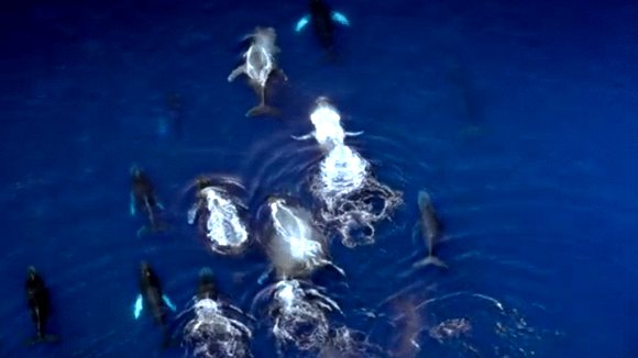 Photo from the movie Humpback Whales