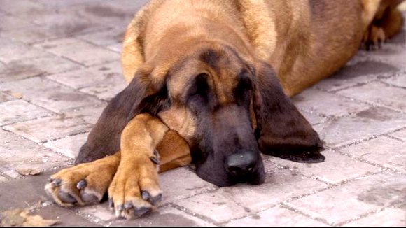 Photo from the movie Santa Buddies