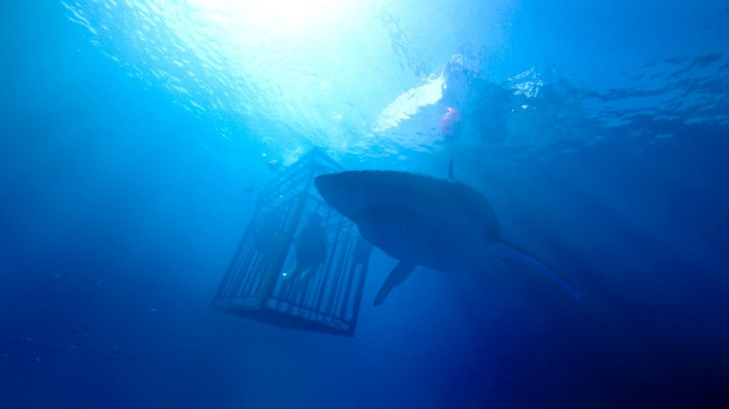Photo from the movie 47 Meters Down