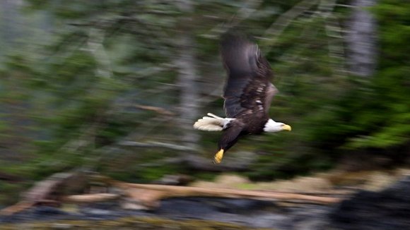 Photo from the movie Haida Gwaii: On the Edge of the World [2015]