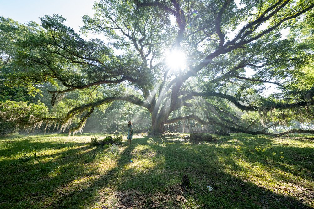 Photo du film Là où chantent les écrevisses