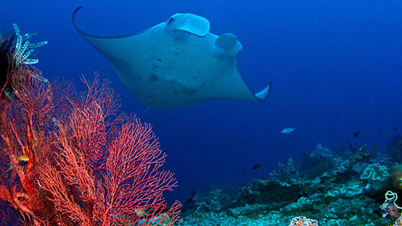 Photo du film Journey to the South Pacific