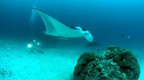 Photo du film Journey to the South Pacific