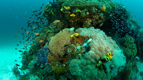 Photo du film Journey to the South Pacific