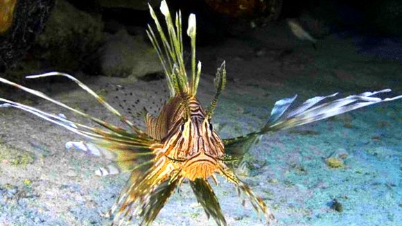 Photo from the movie Jean-Michel Cousteau's Secret Ocean