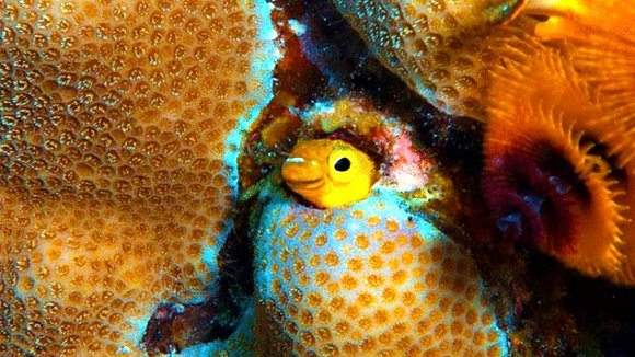 Photo from the movie Jean-Michel Cousteau's Secret Ocean