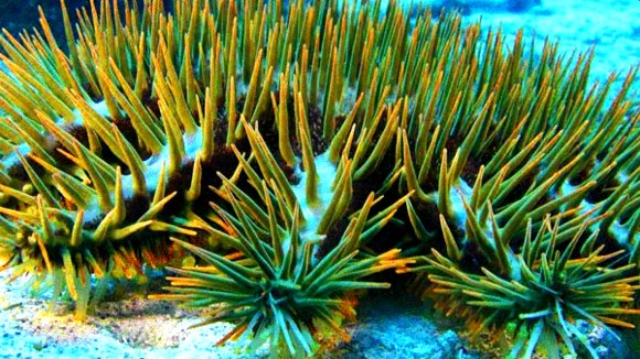 Photo from the movie Jean-Michel Cousteau's Secret Ocean