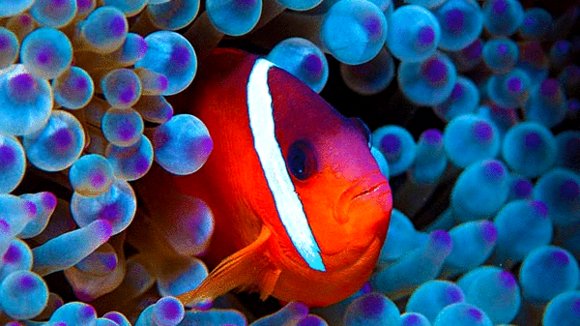 Photo from the movie Jean-Michel Cousteau's Secret Ocean