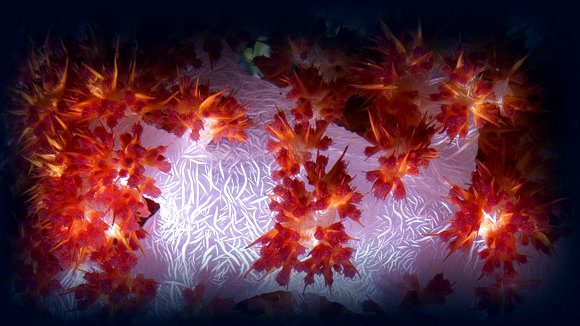 Photo from the movie Jean-Michel Cousteau's Secret Ocean