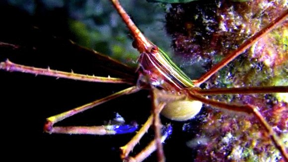 Photo from the movie Jean-Michel Cousteau's Secret Ocean