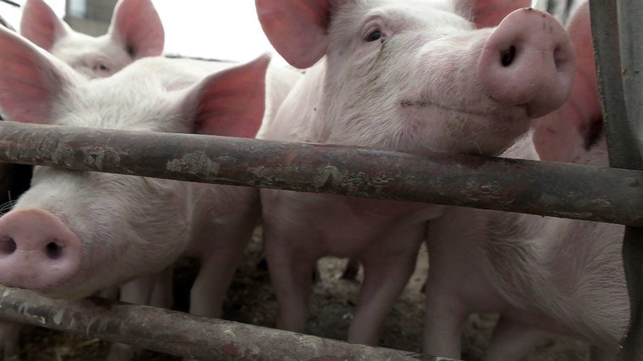 Photo from the movie Soyalism [2018]