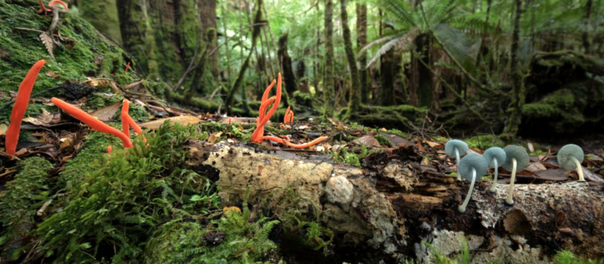 Photo du film The Secret World of Fungi [2023]