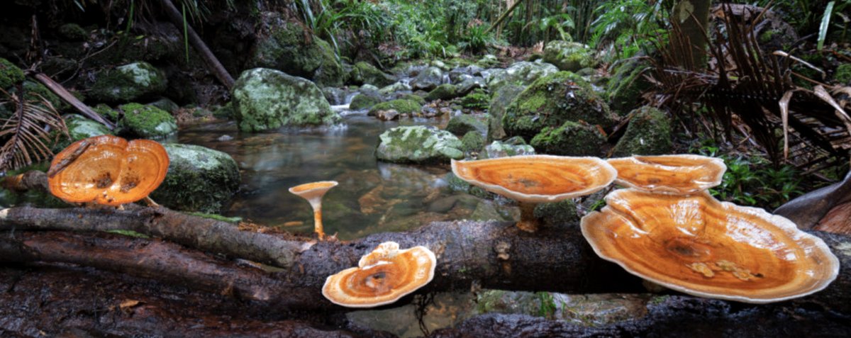 Photo du film The Secret World of Fungi [2023]