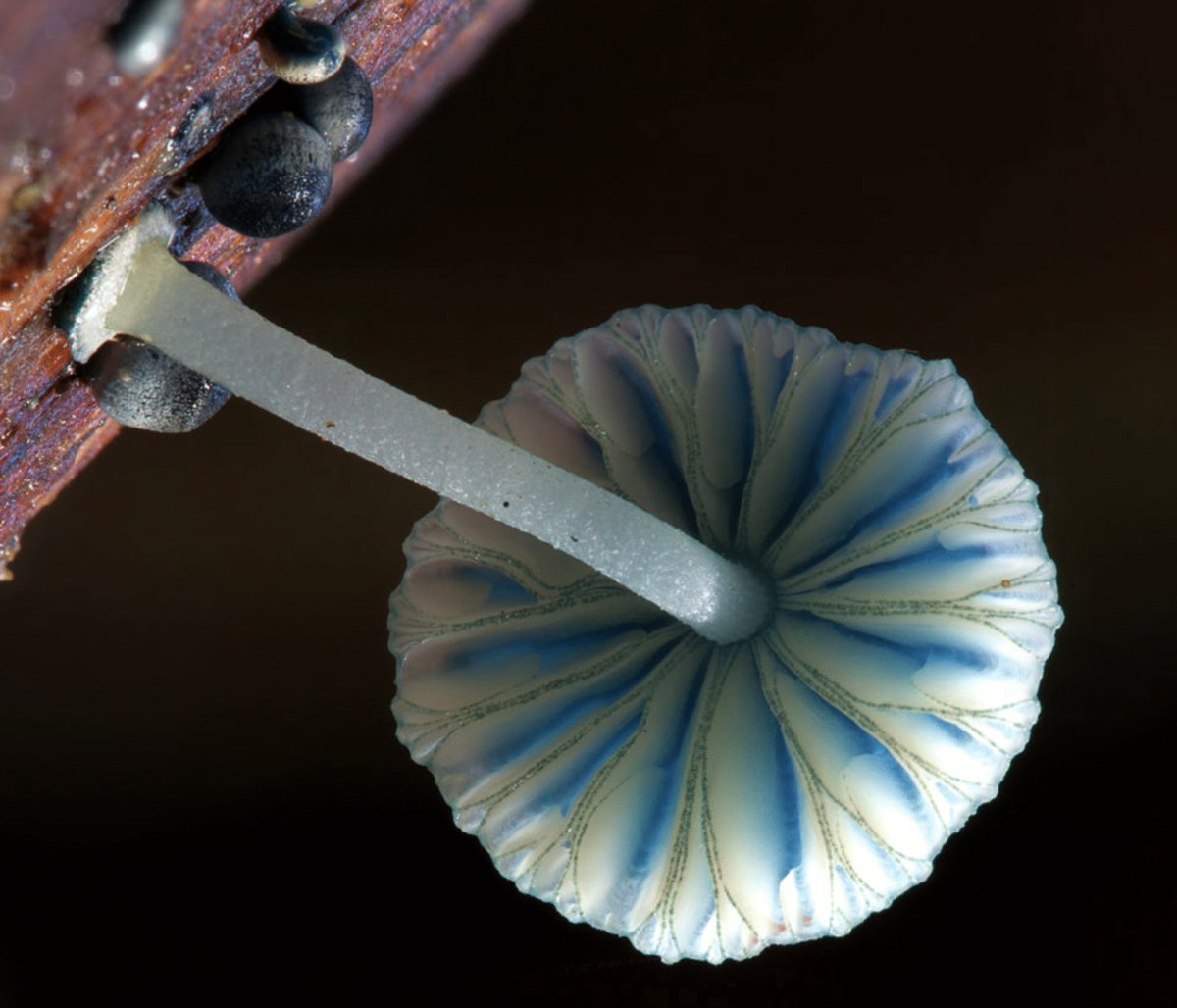 Photo du film The Secret World of Fungi [2023]