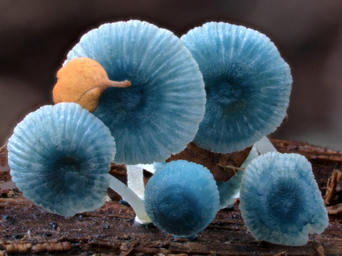 Photo du film The Secret World of Fungi [2023]