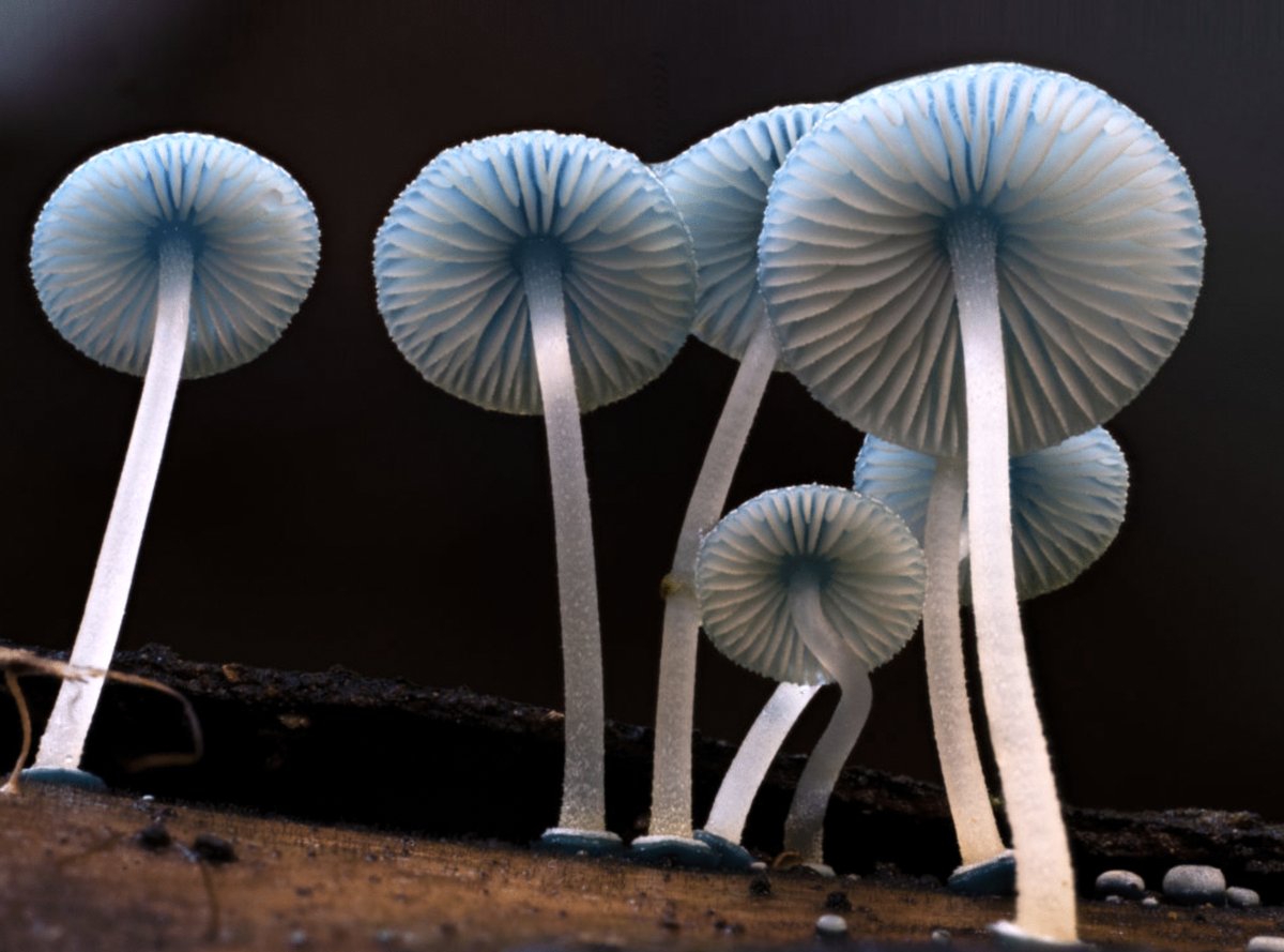 Photo du film The Secret World of Fungi [2023]