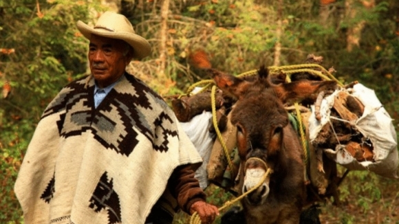 Photo du film L'incroyable voyage des papillons