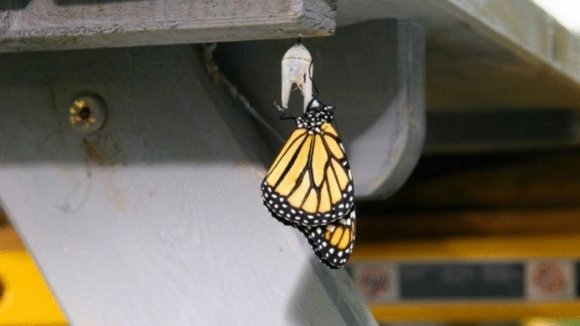 Photo du film L'incroyable voyage des papillons