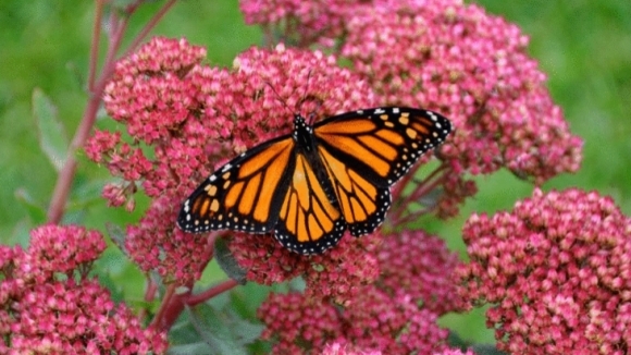 Photo du film L'incroyable voyage des papillons