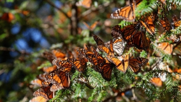 Photo du film L'incroyable voyage des papillons
