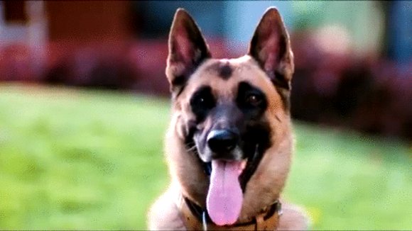 Photo from the movie Naaigal Jaakirathai [2014]