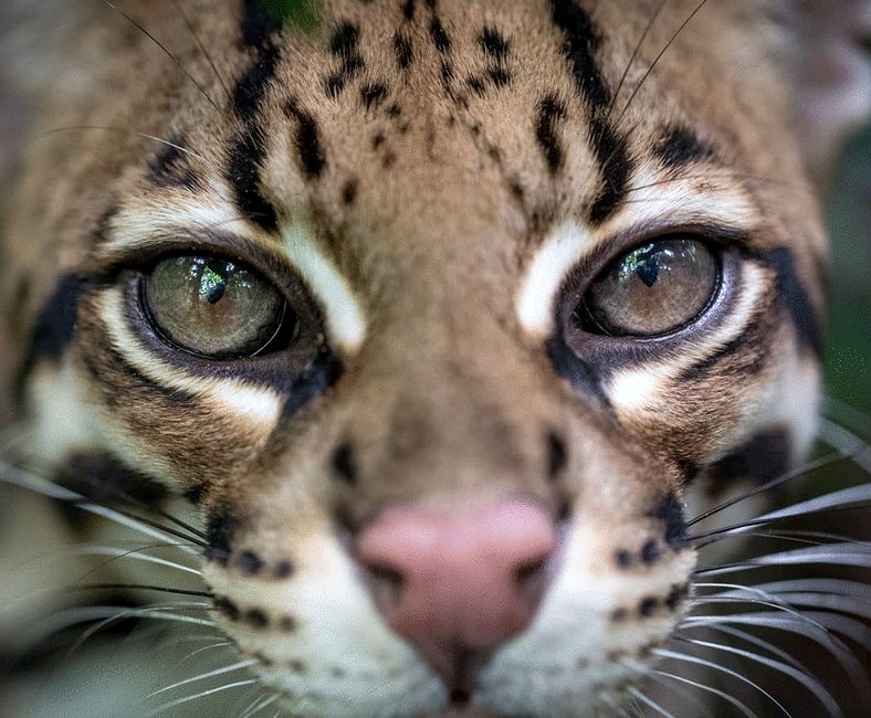 Photo from the movie Wildcat [2022]