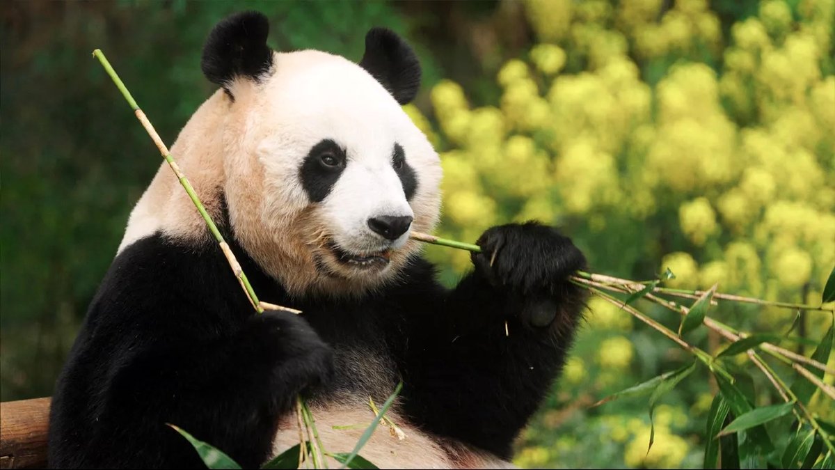 Photo du film My Dearest Fu Bao [2024]