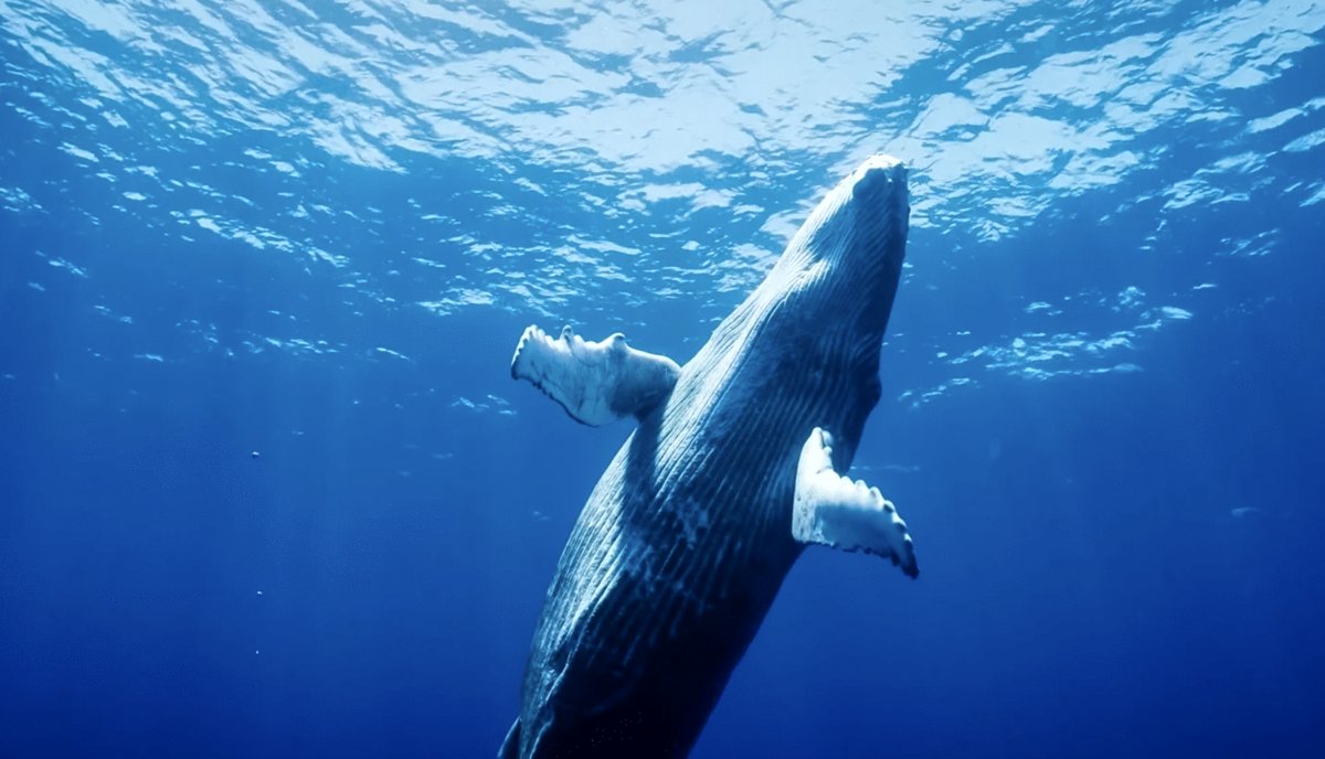 Photo du film Ocean Odyssey