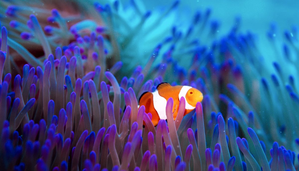 Photo du film Ocean Odyssey