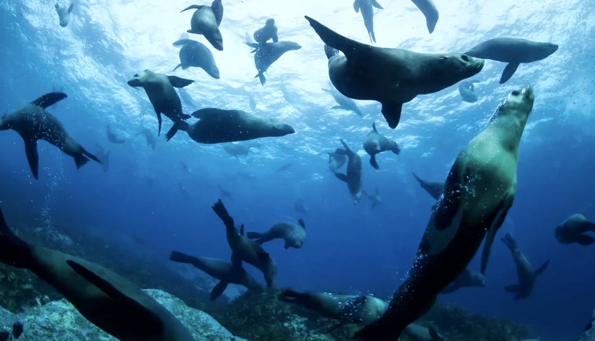 Photo du film Ocean Odyssey