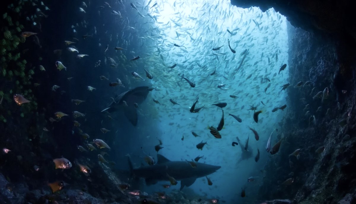 Photo du film Ocean Odyssey