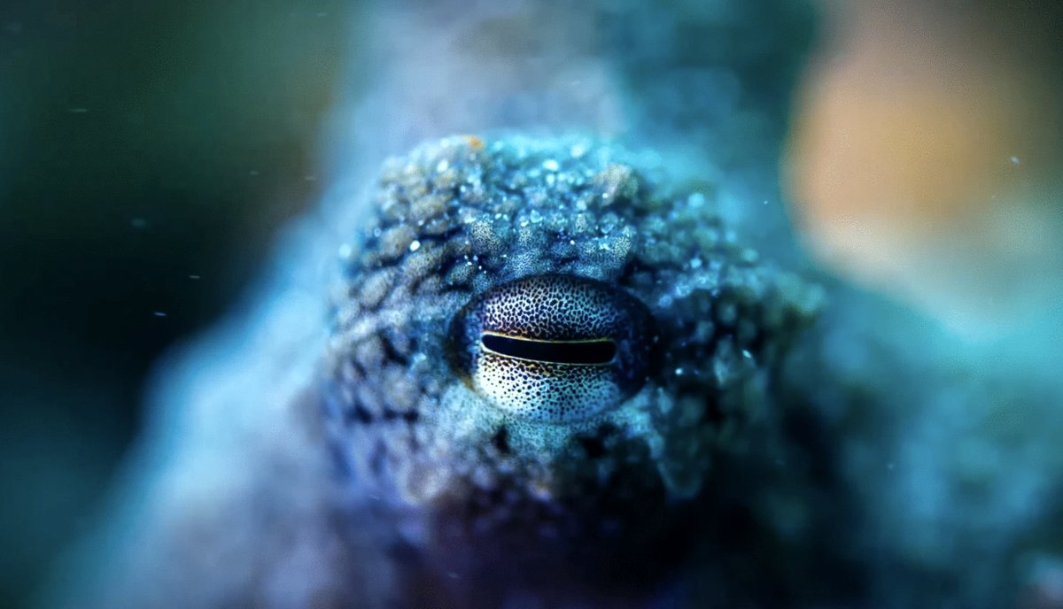 Photo du film Ocean Odyssey