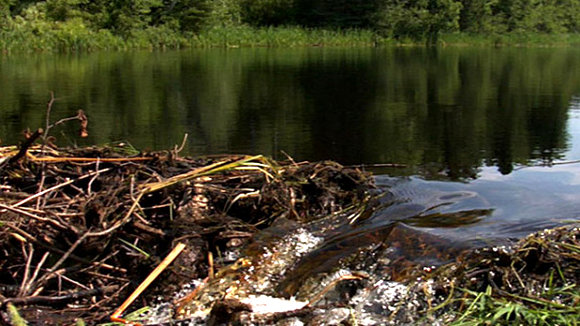 Photo du film Gifts from the Elders [2013]