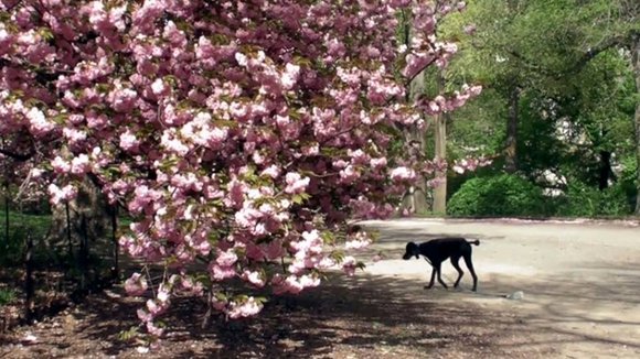 Photo du film One Cut, One Life