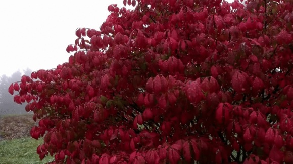 Photo du film One Cut, One Life