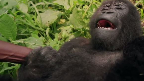 Photo from the movie Virunga