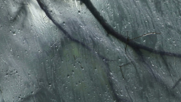 Photo du film The Sound of Insects: Record of a Mummy [2008]