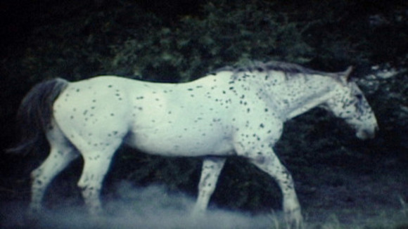 Photo du film The Sound of Insects: Record of a Mummy [2008]