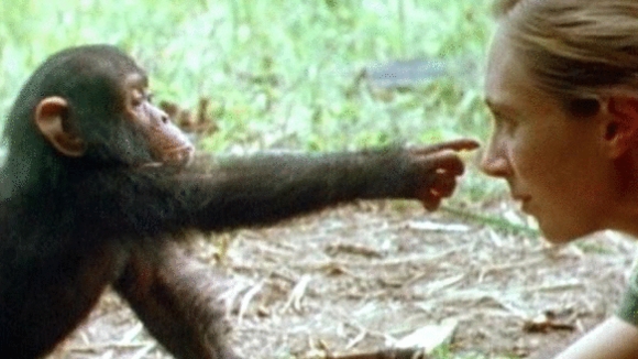 Photo du film Les chimpanzés sauvages de Jane Goodall