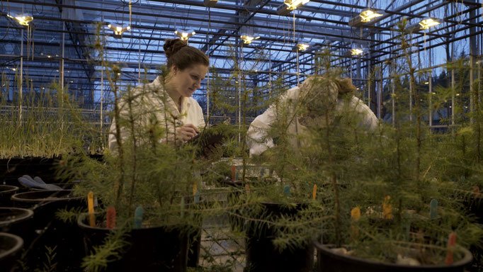 Photo from the movie Intelligent Trees